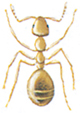 Gul myre