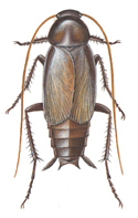 Orientalsk kakerlak, han