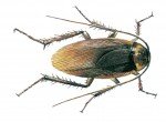  Amerikansk kakerlak