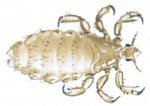 Hovedlus