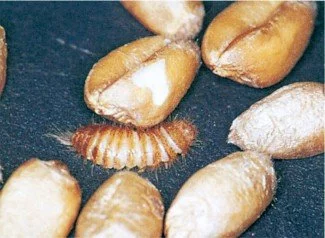 Khabrabille-larve i hvedekerner