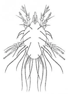 Kornmiden, Lepidoglyphus destructor