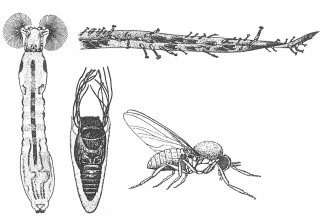 Kvægmyg, larve, puppe og voksen