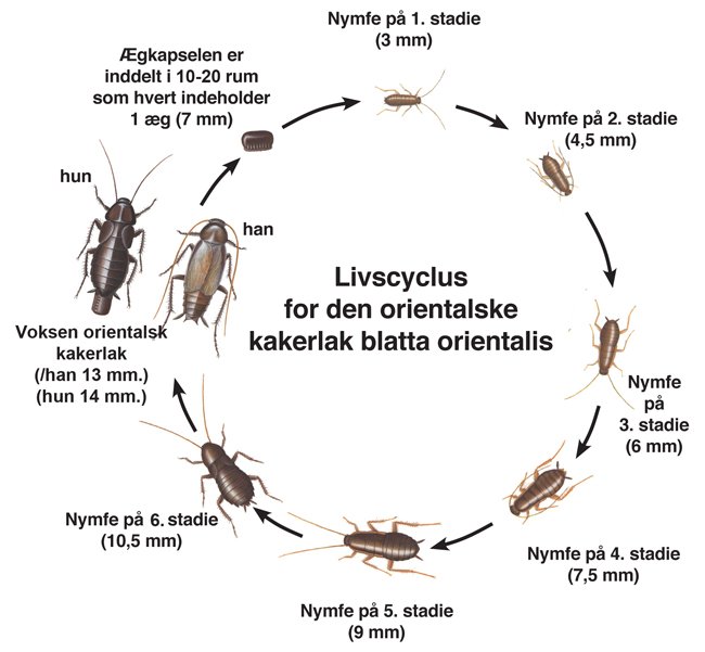 Livscyklus for Orientalsk kakerlak