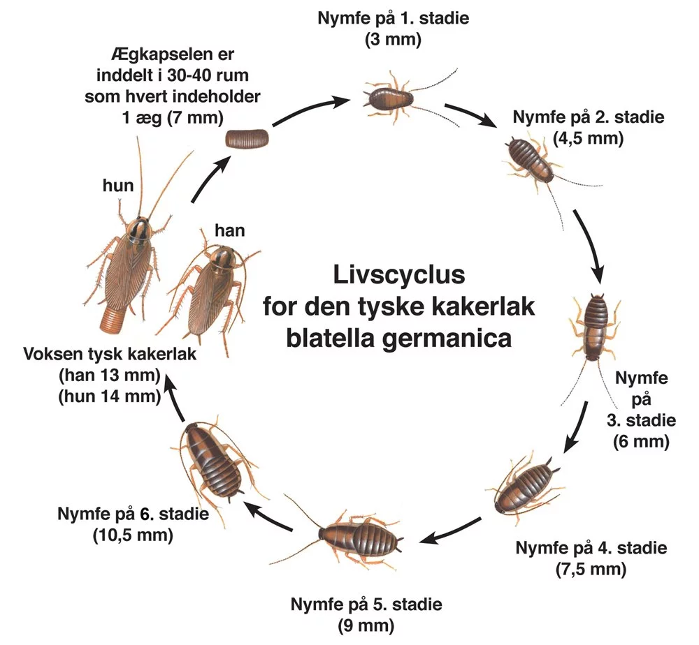 Livscyklus for tysk kakerlak