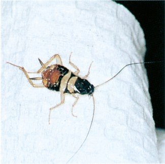 Nymfe af den brunstribede kakerlak