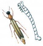 Orlogsvaerftsbille-og-larve
