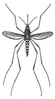 Stikmyg, Aedes vexans