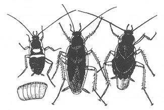 Æg, unge og voksne af brunstribet kakerlak