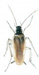 Den brunstribede kakerlak