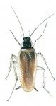 Den brunstribede kakerlak