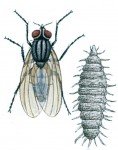 Den lille stueflue, Fanniacanicularis