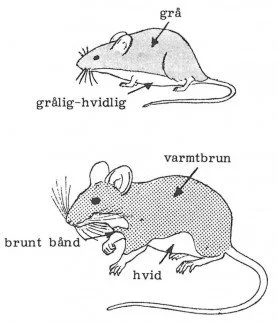 Forskel på rotteunger og mus