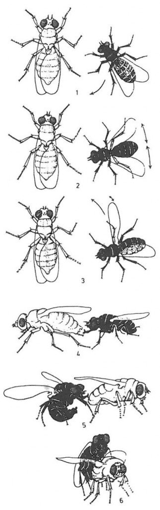 Insekter og miders forspil til parring