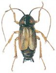 Orientalsk han-kakerlak