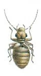 Støvlus, Psocoptera