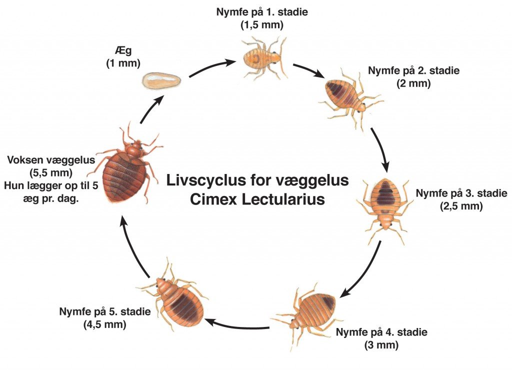 Livscyklus for væggelus ref. pestium.dk