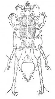 Chirodiscoides caviae, mide hos kanin