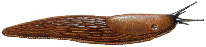 Iberisk skovsnegl også kaldet dræbersnegl