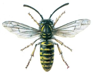gedehams