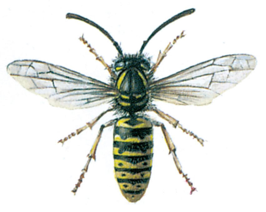 gedehams