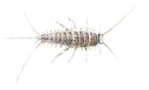 Børstehaler - Ovnfisk