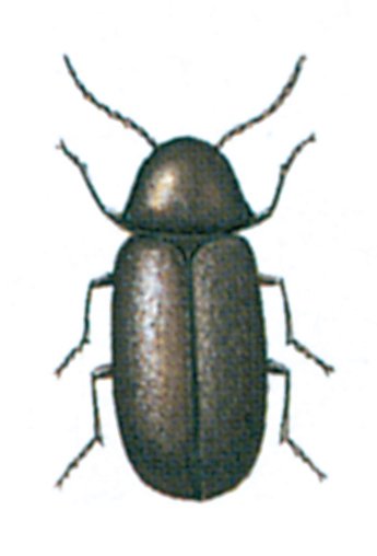 Broedbille