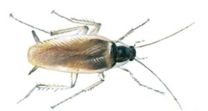 Brunstribet kakerlak