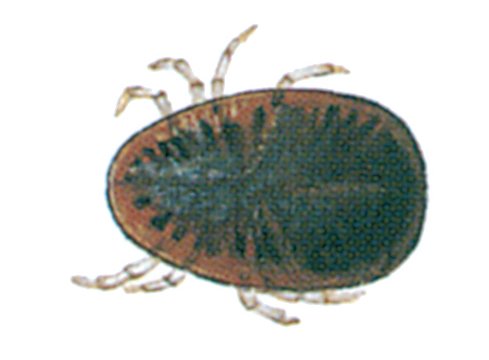 Duemide