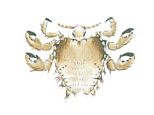 Fladlus