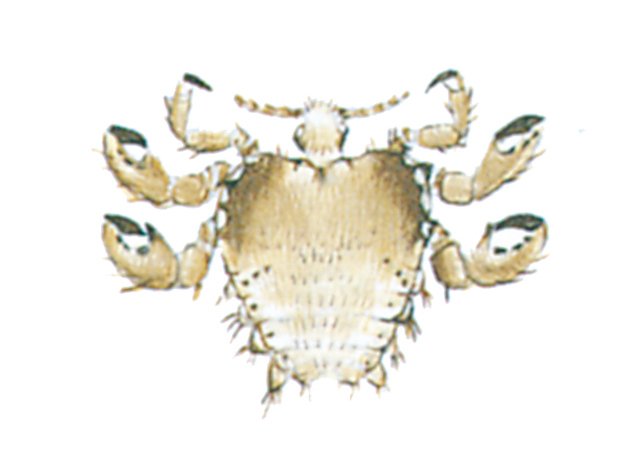 Fladlus