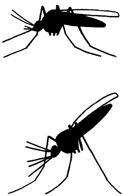 Foreskel på stikmyg og malariamyg