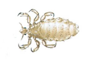 Hovedlus