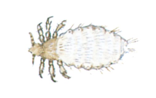 Hundelus
