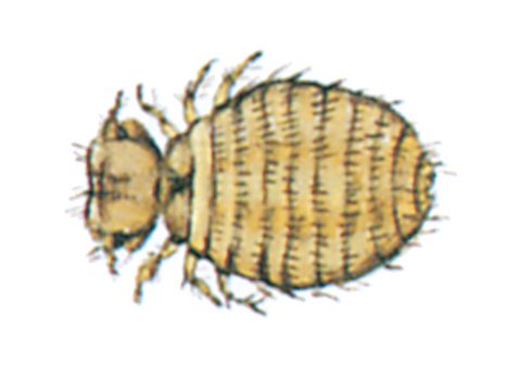 Hundepelslus