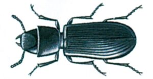 Korngnaver