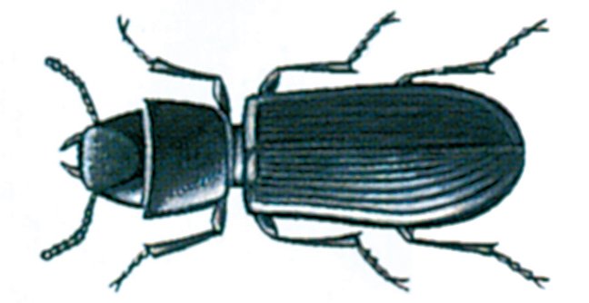 Korngnaver