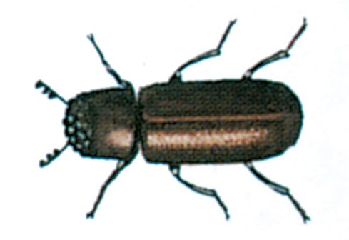 Kornkapuciner