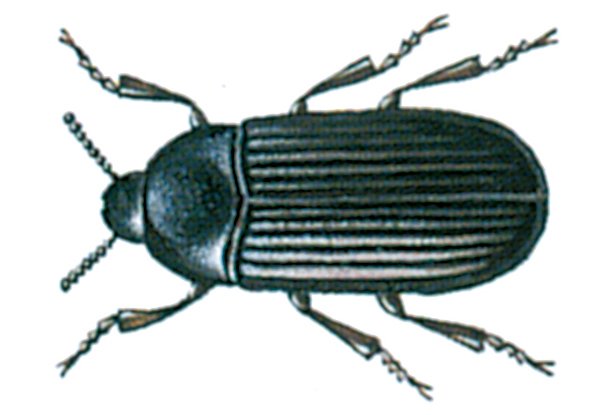 Lille melbille