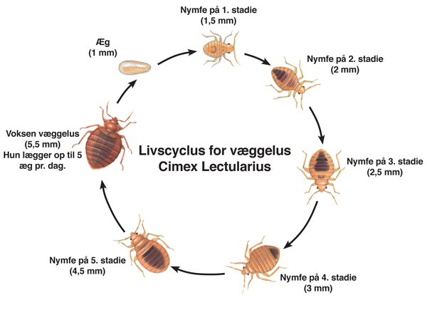 Livscyklus for væggelus