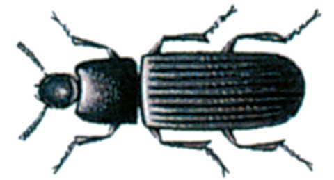 Lysolbille