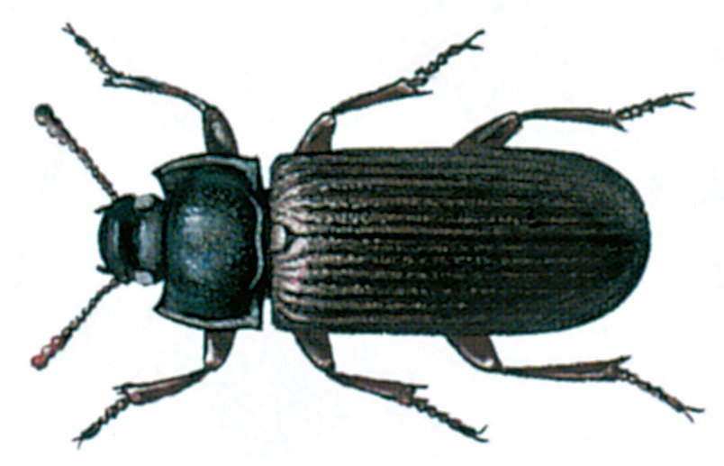 Melbille