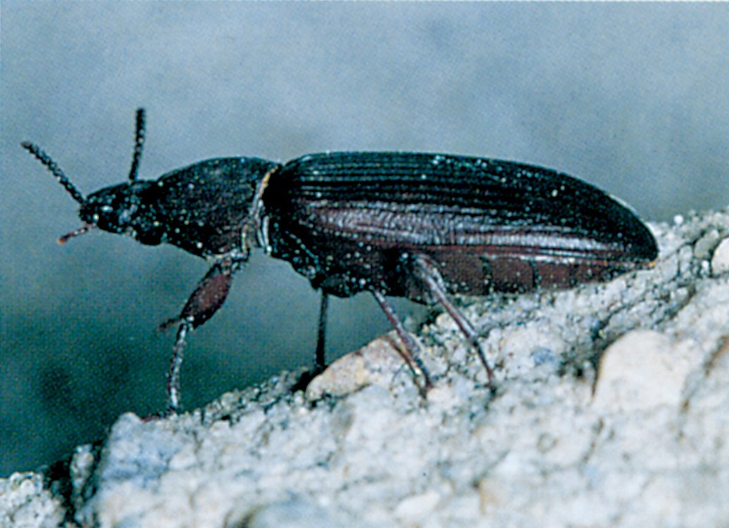 Melbille