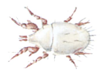 Melmide