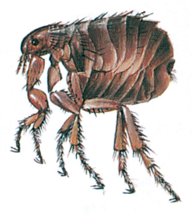 Menneskeloppe