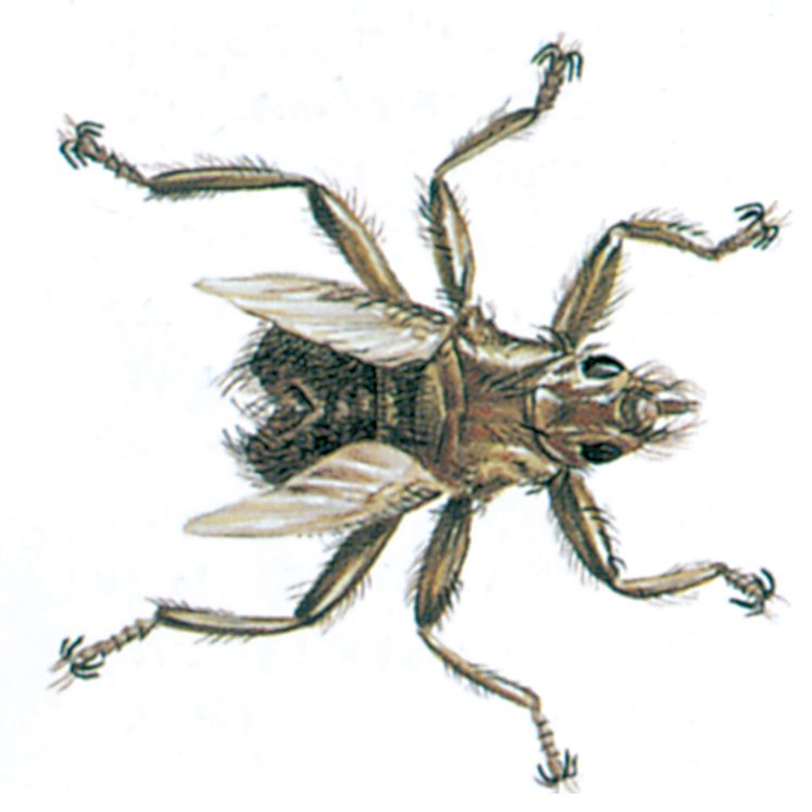 Mursejlerluseflue