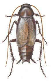 Orientalsk han-kakerlak