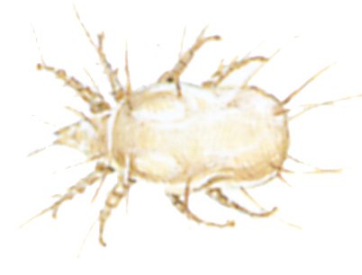 Ostemide