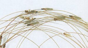 Pelslusenes hoveder er bredere