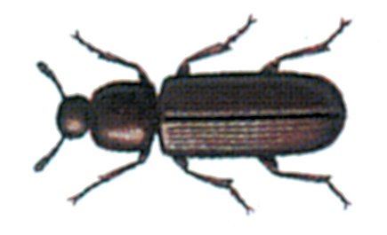 Rismelbille